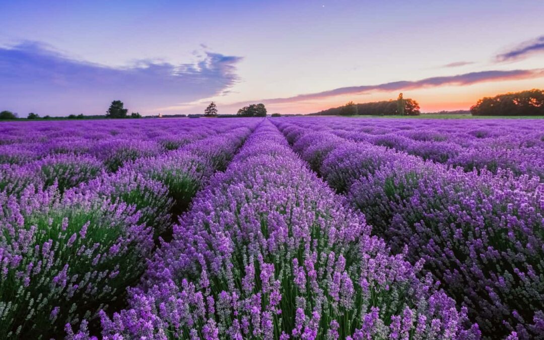 It’s Lavender Blooming Season